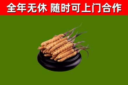 清河回收散虫草
