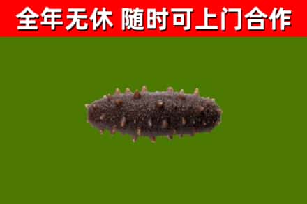 清河烟酒回收干海参.jpg